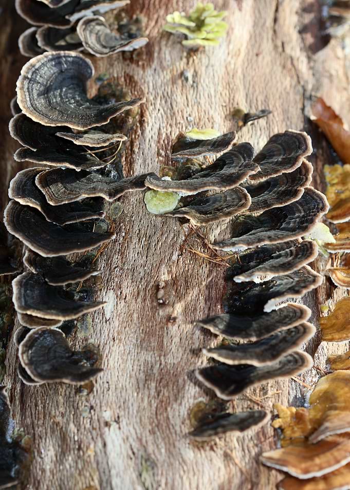 Trippy mushrooms on tree
