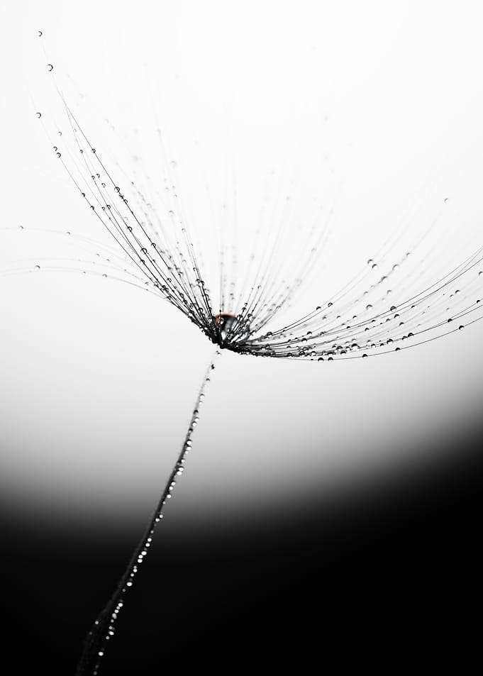 Dandelion