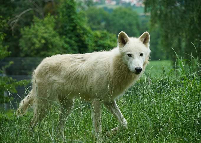 Wolf