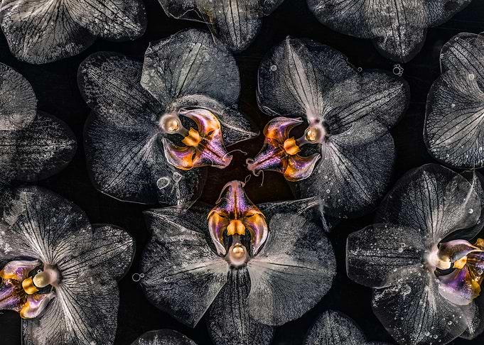 Flowers and herbs 04