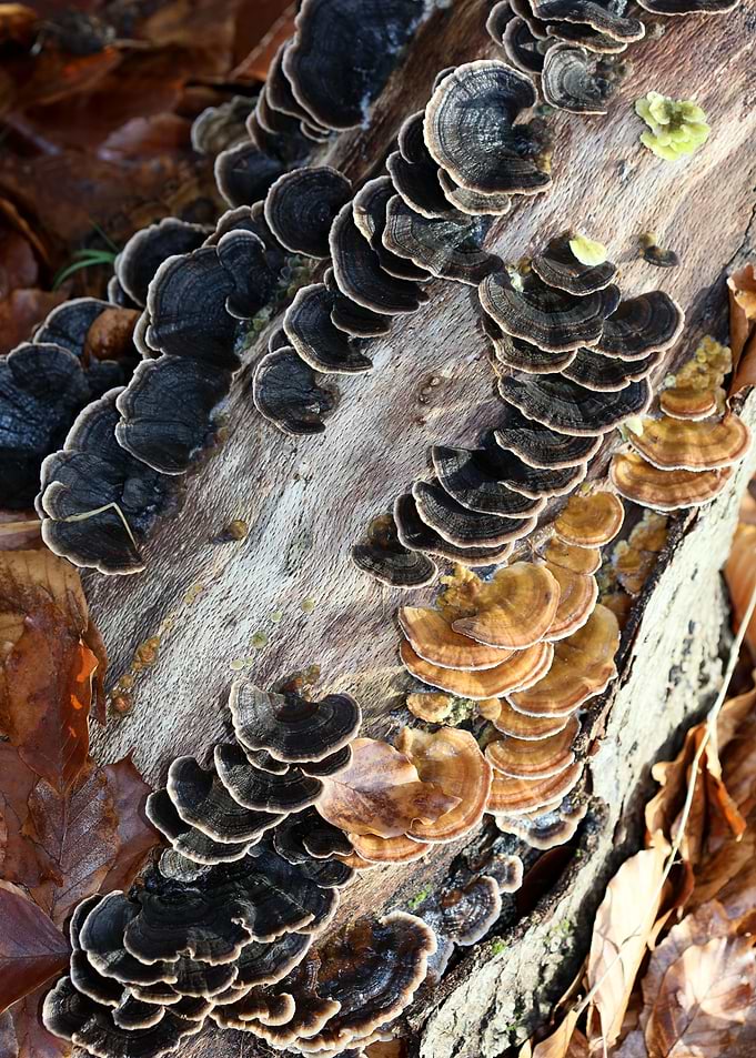 Trippy mushrooms on tree