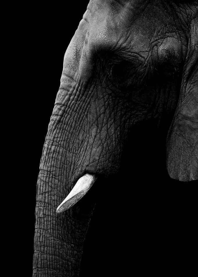 wild black Elephant head