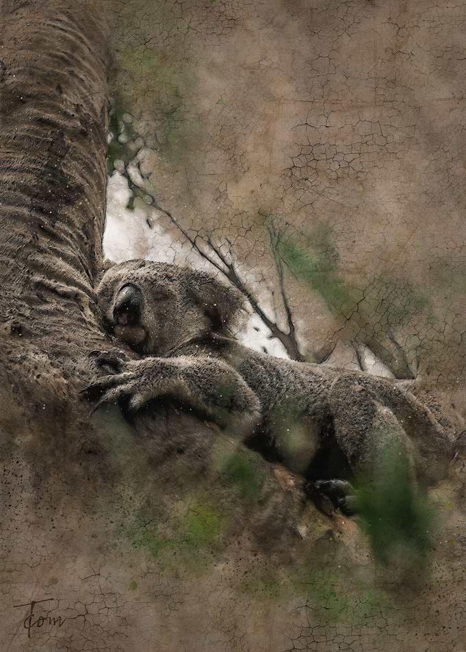 Koala
