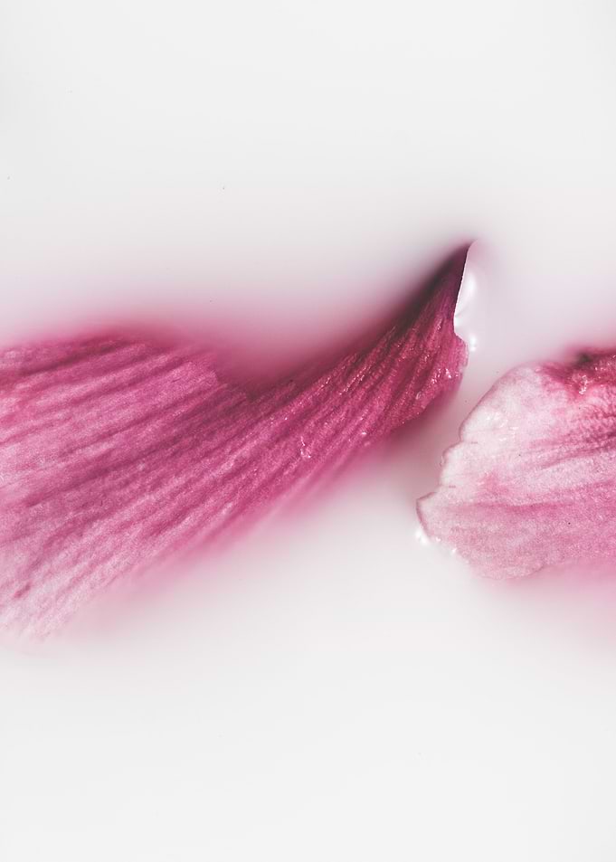 Pale Rose