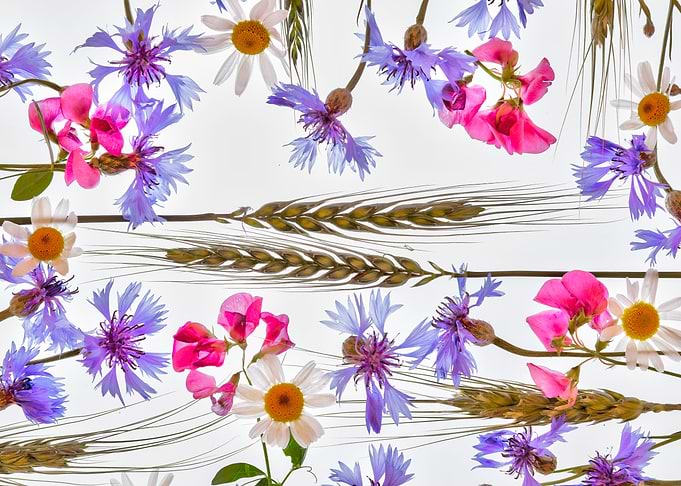 Flowers and Herbs