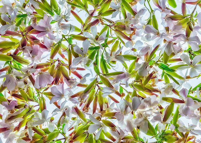 Flowers and Herbs nr 01