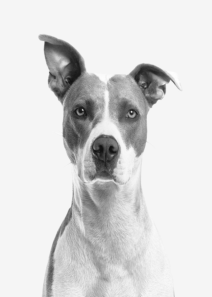 Cute dog in Black n white