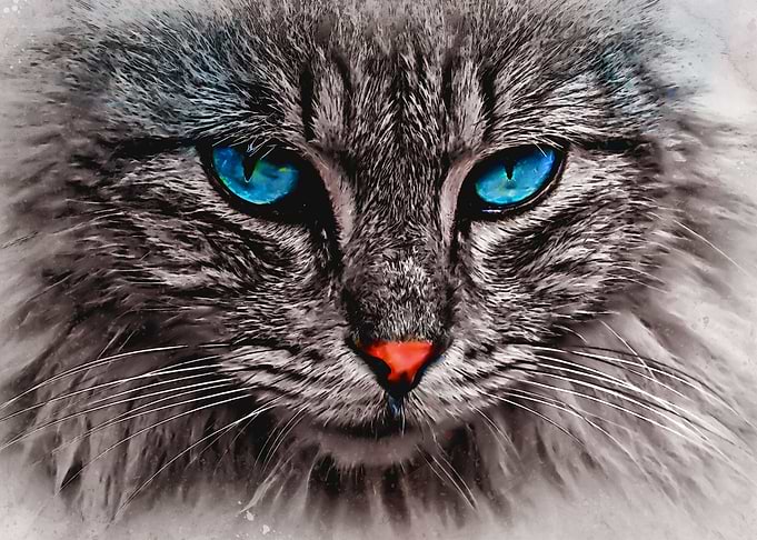 cat with blue eyes