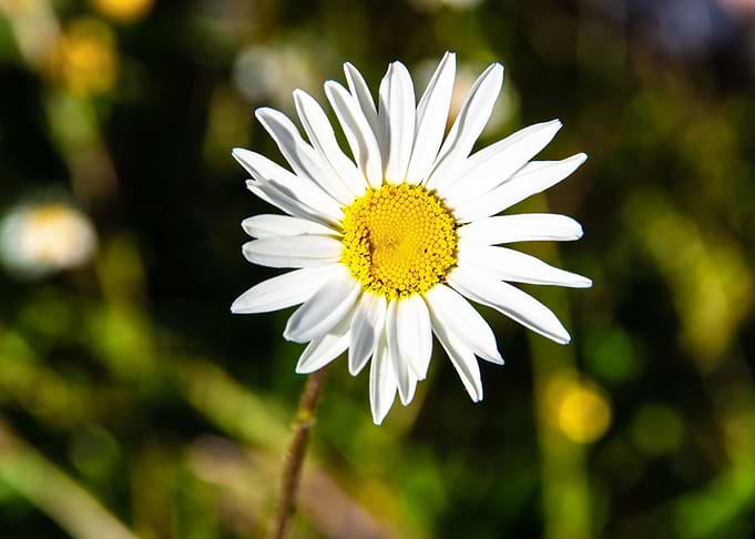 Daisy in summer