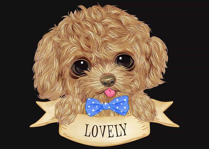 Beautiful poodle dog