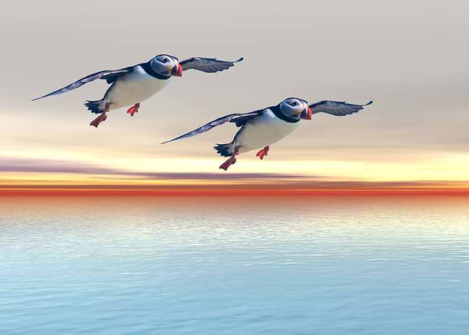 Puffins of the Atlantic