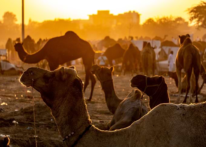 Camels at sunset
