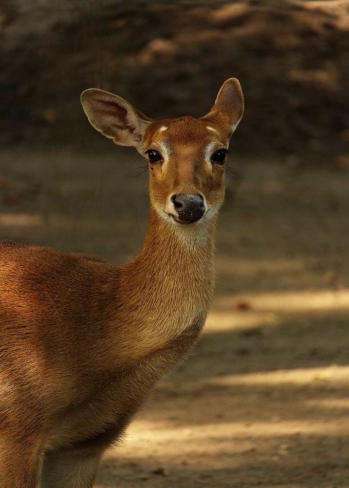 Young deer