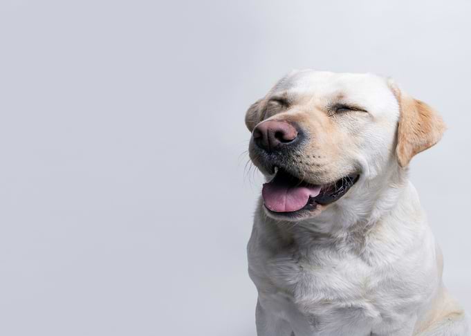 Happy labrador retriever