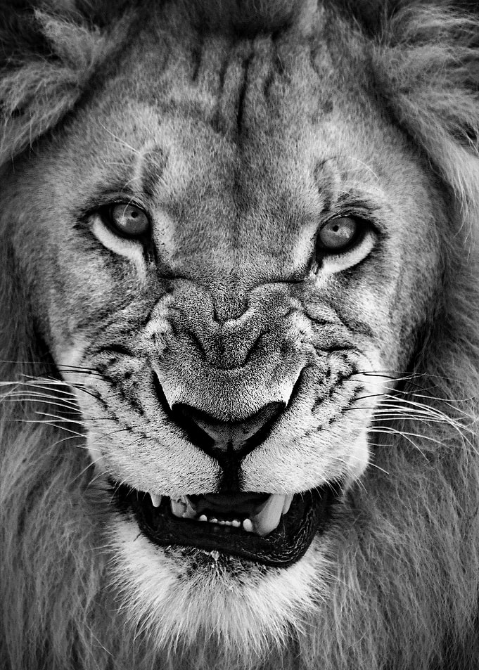 angry wild lion face
