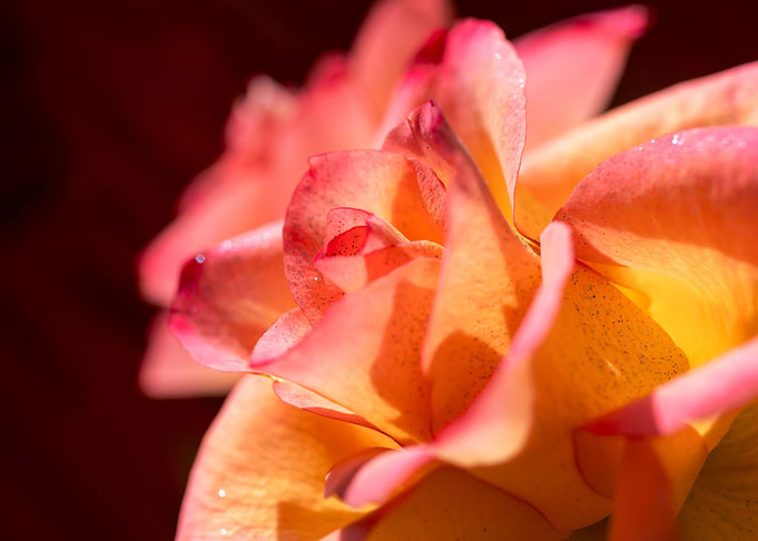 Pink and yellow roses