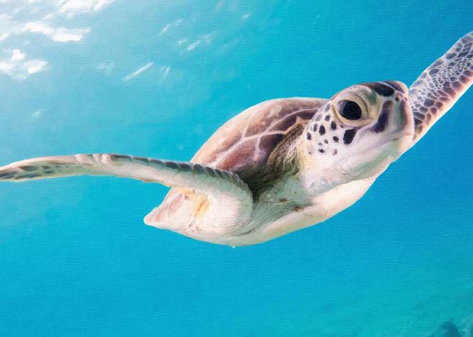 Brown Turtle