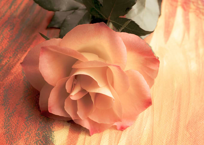 Pink and yellow roses