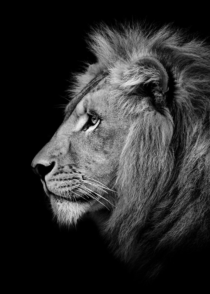 wild lion head