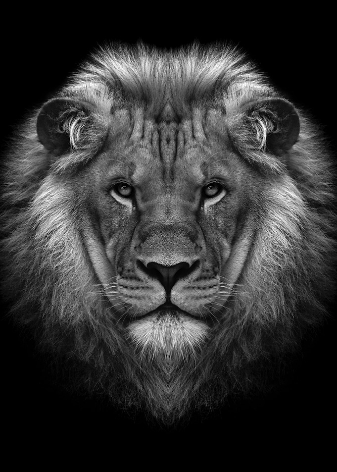 Black wild lion head