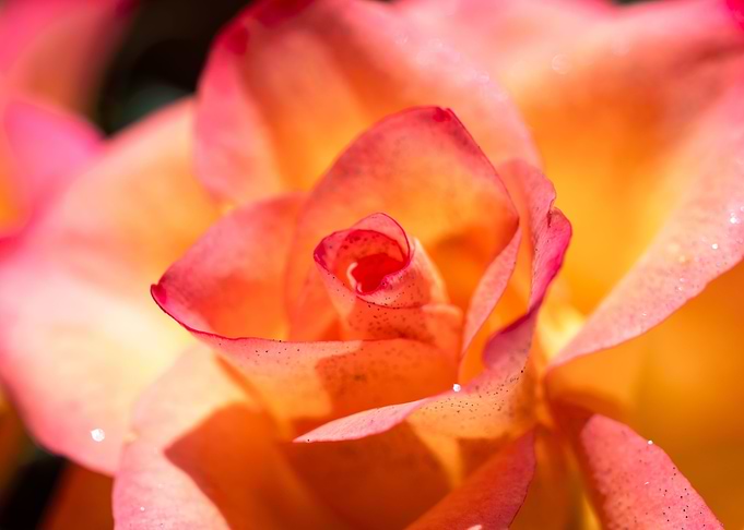 Pink and yellow roses