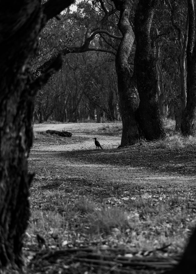 Magpie in Bush