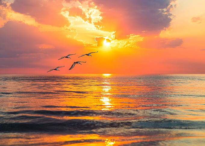 Brown Pelicans