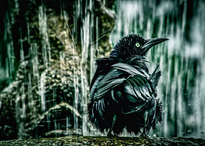 Black Bird