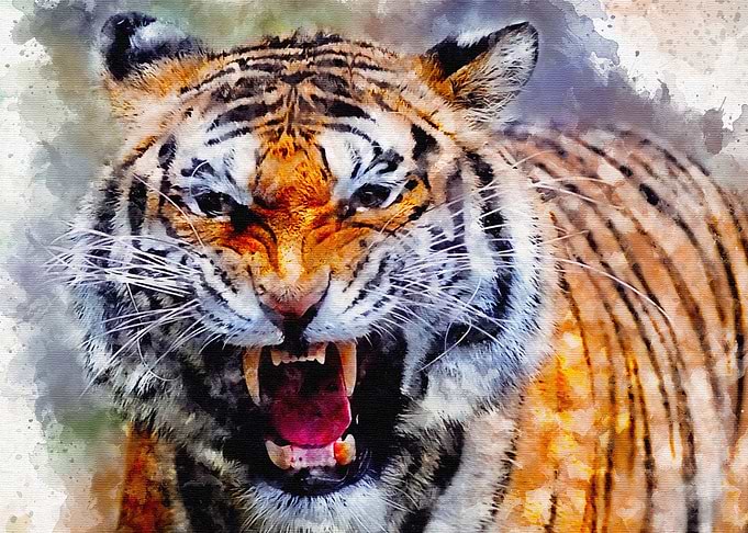 The tiger