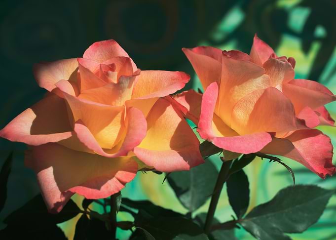 Pink and yellow roses