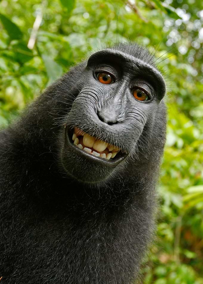 Black monkey