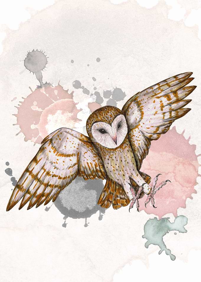 Attacking barn owl