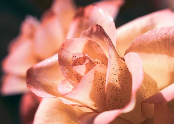 Pink and yellow roses