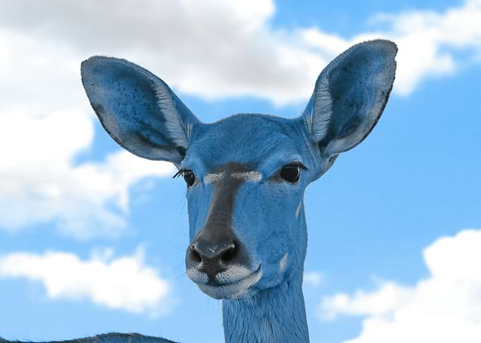 Nyala classic blue 7685