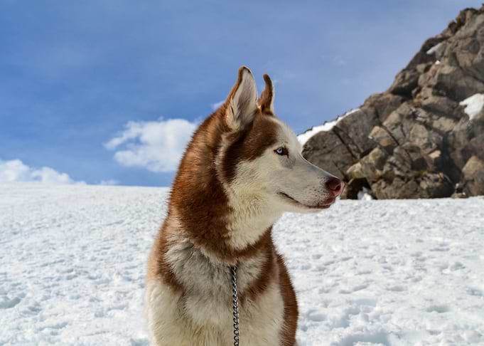 Cute Husky