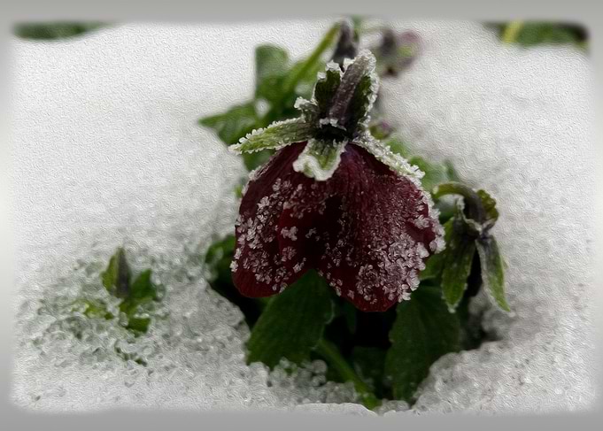 Burgundy and snow