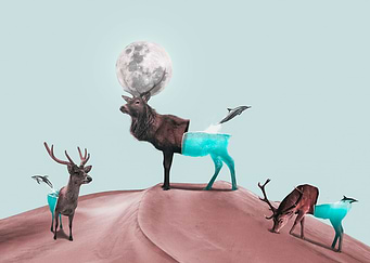 Magical Deer
