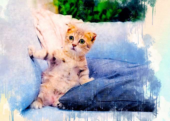 Scary cat