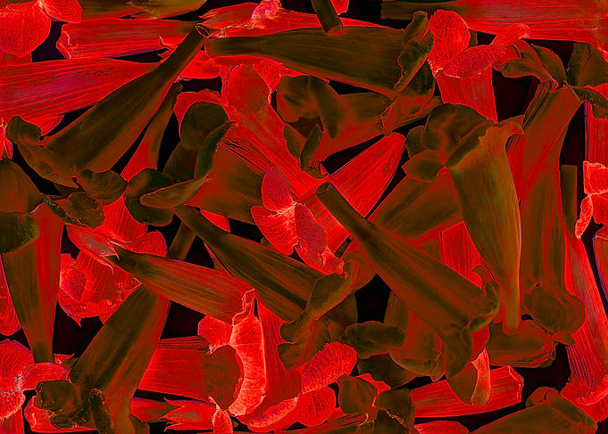Flowers and herbs 05