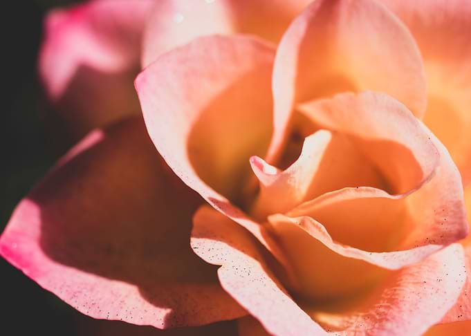Pink and yellow roses