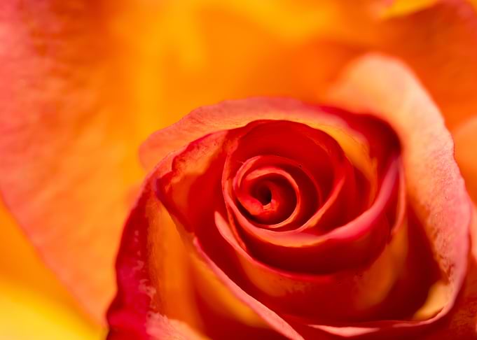 Pink and yellow roses