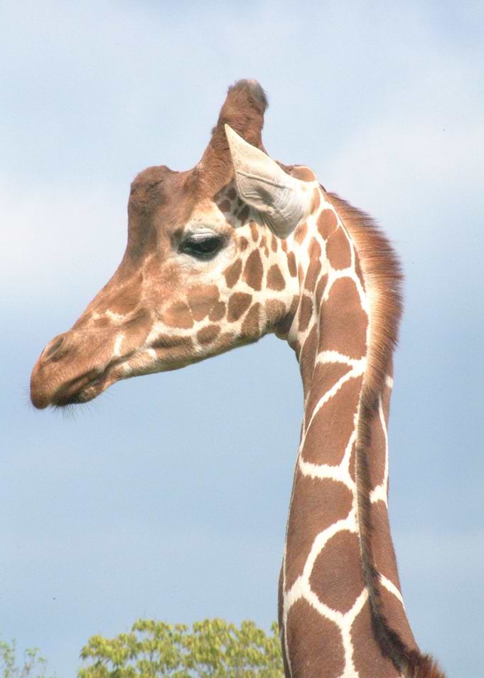 Baby giraffe