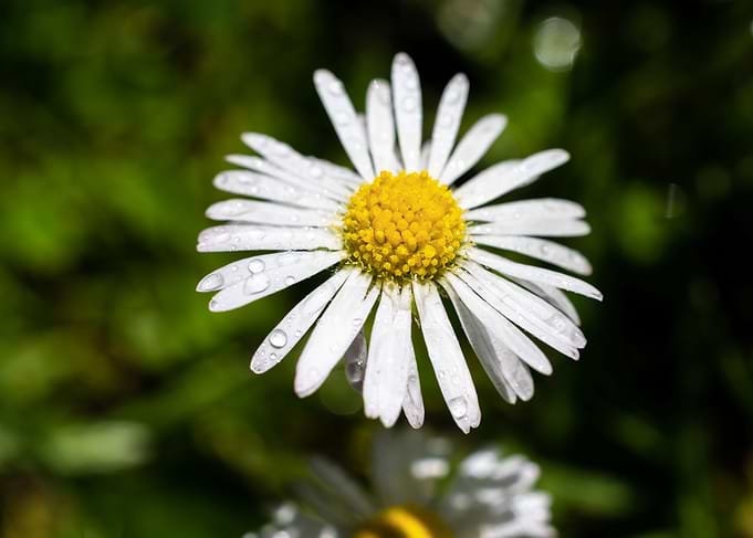 Daisy in summer