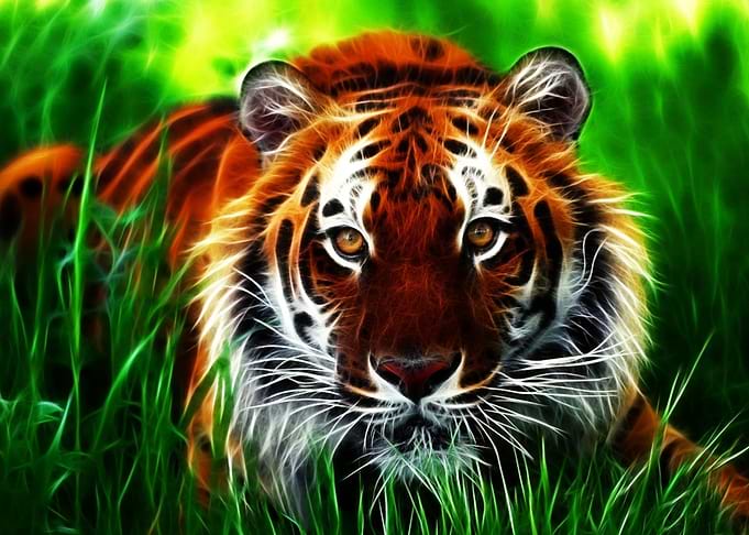 Tiger in the Wild