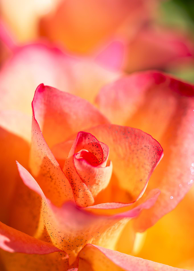 Pink and yellow roses