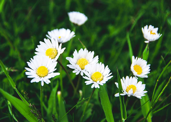 Daisy in summer