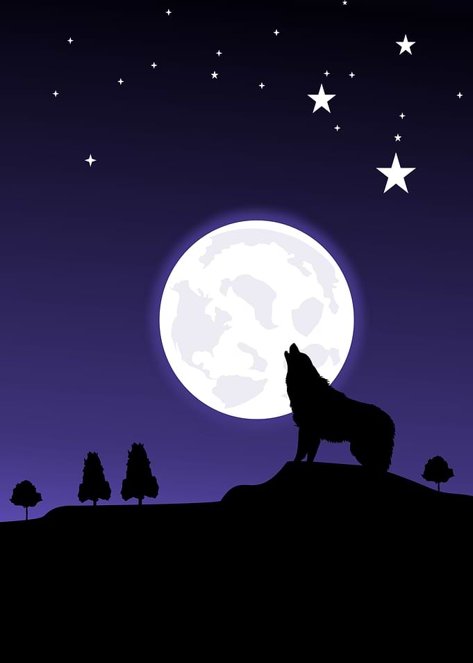Illustrations wolf night