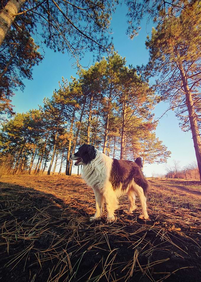 in the pine forest