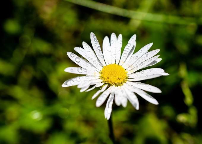 Daisy in summer