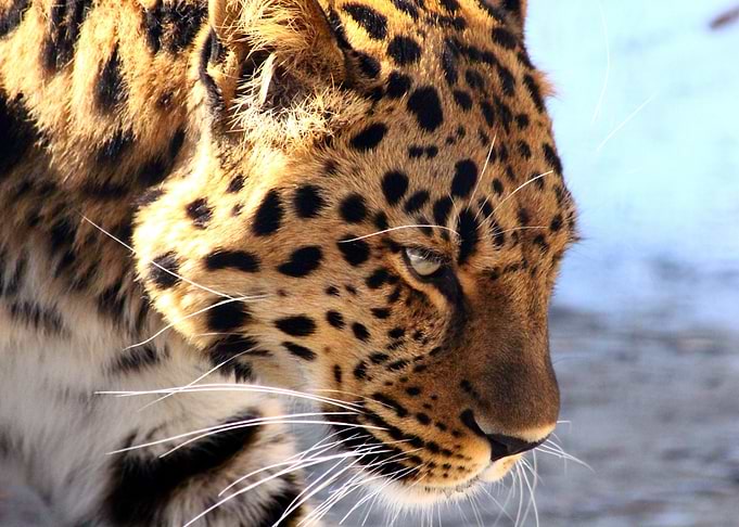 Cute brown leopard
